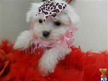 maltese puppy posted by Elegant Babies